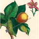 Illustrating how the fruit grows on the branches, the shape & color of the leaves & the dark pink blossom. http://www.historyrevisited.com.au