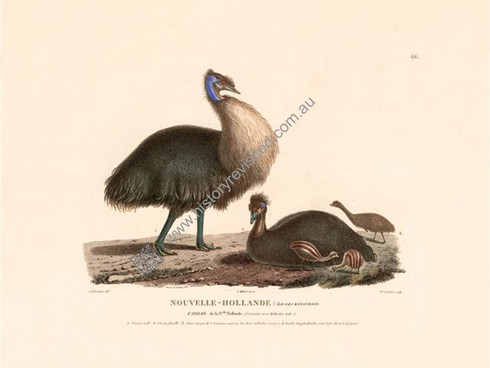 Kangaroo Island & King Island Dwarf Emu, 1803, Nicolas Baudin Voyage, artist Charles-Alexandre Lesueur, shorter than their mainland cousins, they soon vanished when colonists inhabited the islands off the southern coast. 