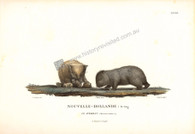 Giclee, King Island Wombat painted by Charles-Alexandre Lesueur for Nicolas Baudin's Voyage of Scientific Discovery 1800-1804