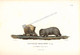 Giclee, King Island Wombat painted by Charles-Alexandre Lesueur for Nicolas Baudin's Voyage of Scientific Discovery 1800-1804