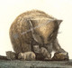 An incorrect anatomical study of the female wombat with a front opening pouch & multiple young. www.historyrevisited.com.au