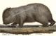 The Male King Island Wombat from Charles-Alexandre Lesueur's study as the natural history artist on the Baudin Voyage