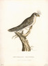 New Holland was still stillthe official name for the newly settled colony of New South Wales when this ornithologicl skin hit the shores of Great Britain. Governor Arthur Phillip  instructed all manner of artifact and exmaple of Natural History accompany  his reports from thenew Antipodean Colony