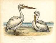 'The Pelicans, In the Gardens of the Zoological Society''
Archival limited Edition of original copper engraving after
William Berthoud originally published, c.1830 by Thomas Kelly, London.