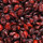 Linn’s Dried Cranberries 8 oz.
