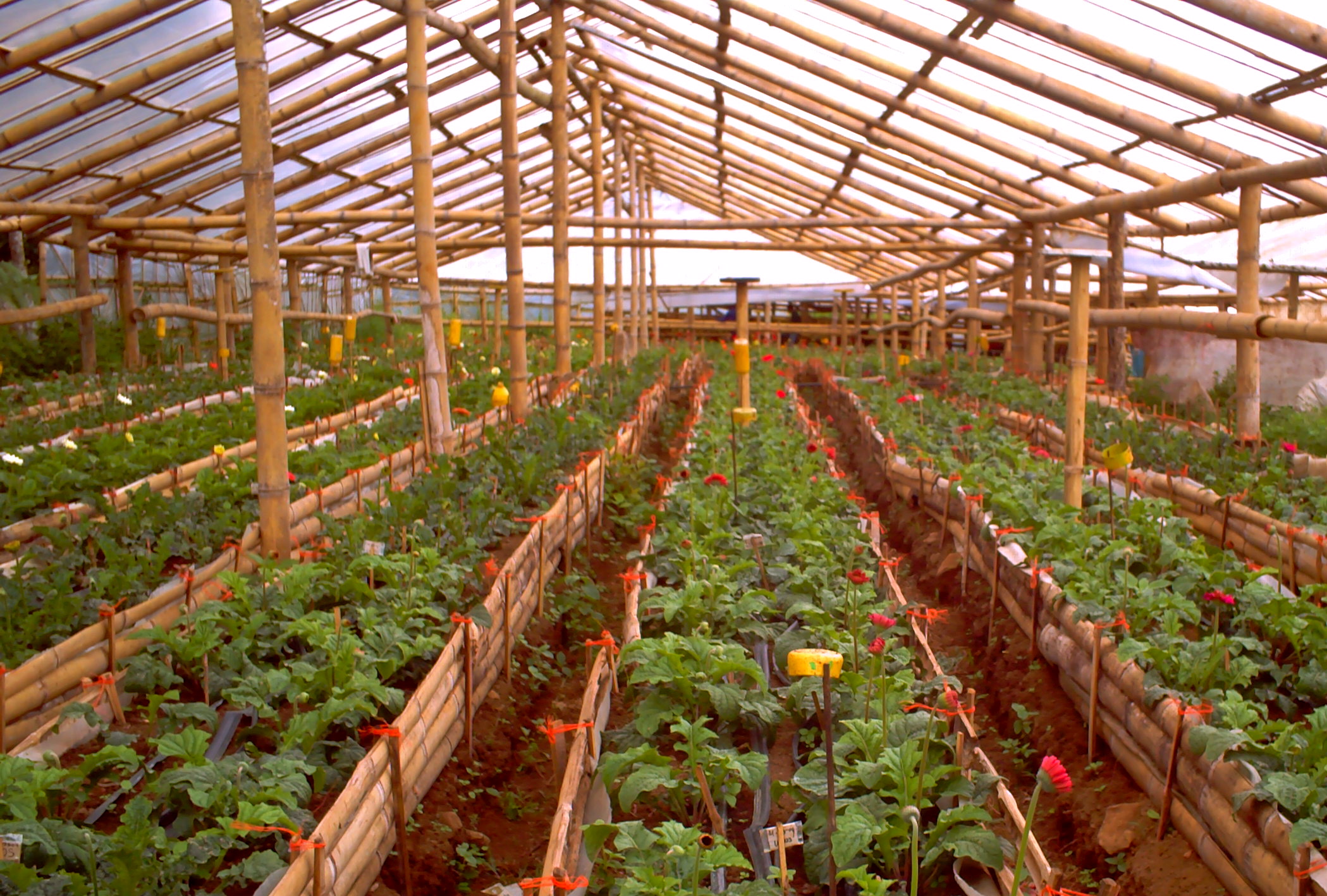 bamboo-greenhouse.jpg