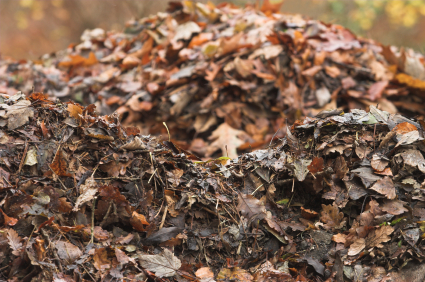 compost-leaves.jpg