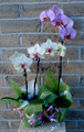Phalaenopsis Orchid (Sinlge Plant)