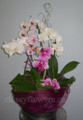 Phalenopsis Orchids  Tropical Planter