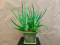 Aloe vera plant in a ceramic pot