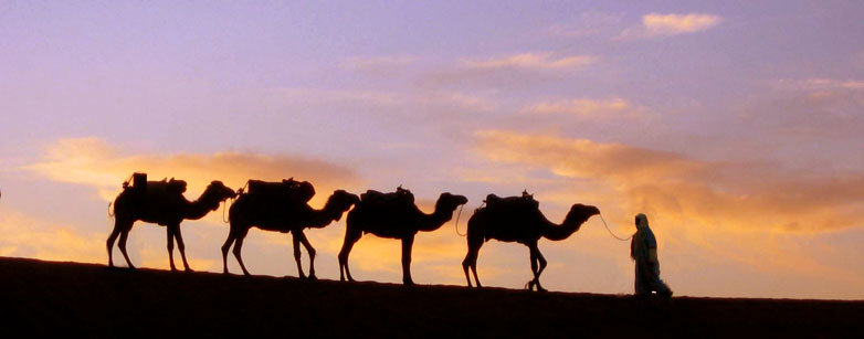camel-caravan-3.jpg