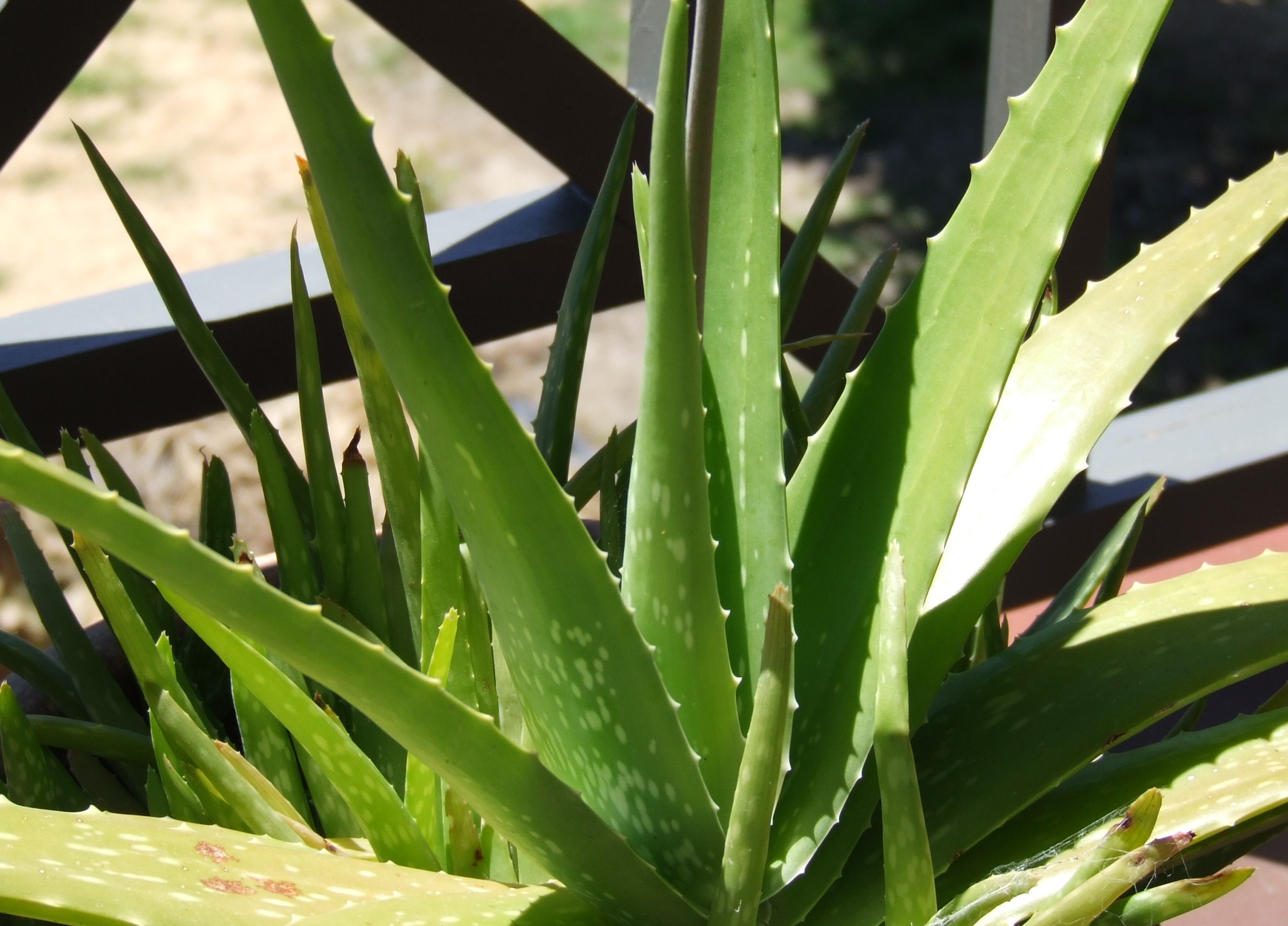 aloe-vera.jpg