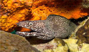 Bonaire Shore Diving Made Easy Bonaire Shore Diving Made Easy