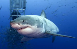 Great White Shark Adventure Great White Shark Adventure