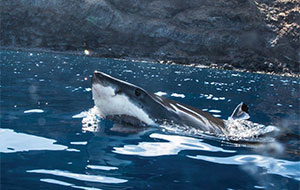 Great White Shark Adventure Great White Shark Adventure