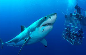 Great White Shark Adventure Great White Shark Adventure