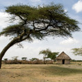 Kenyan AA