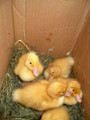 Live Poultry - Chicks