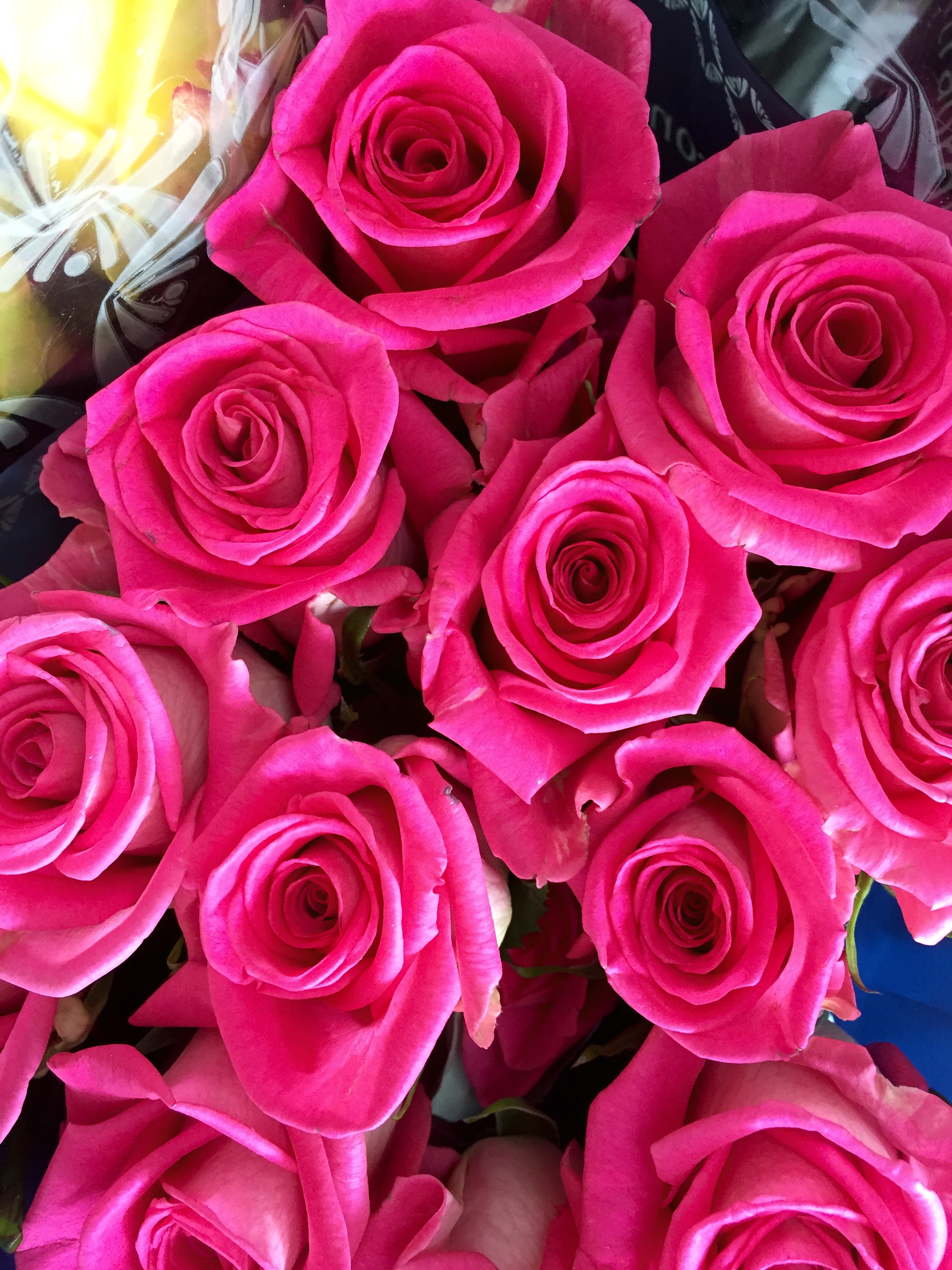 We always carry Rosaprima Roses. Nothing but the best for