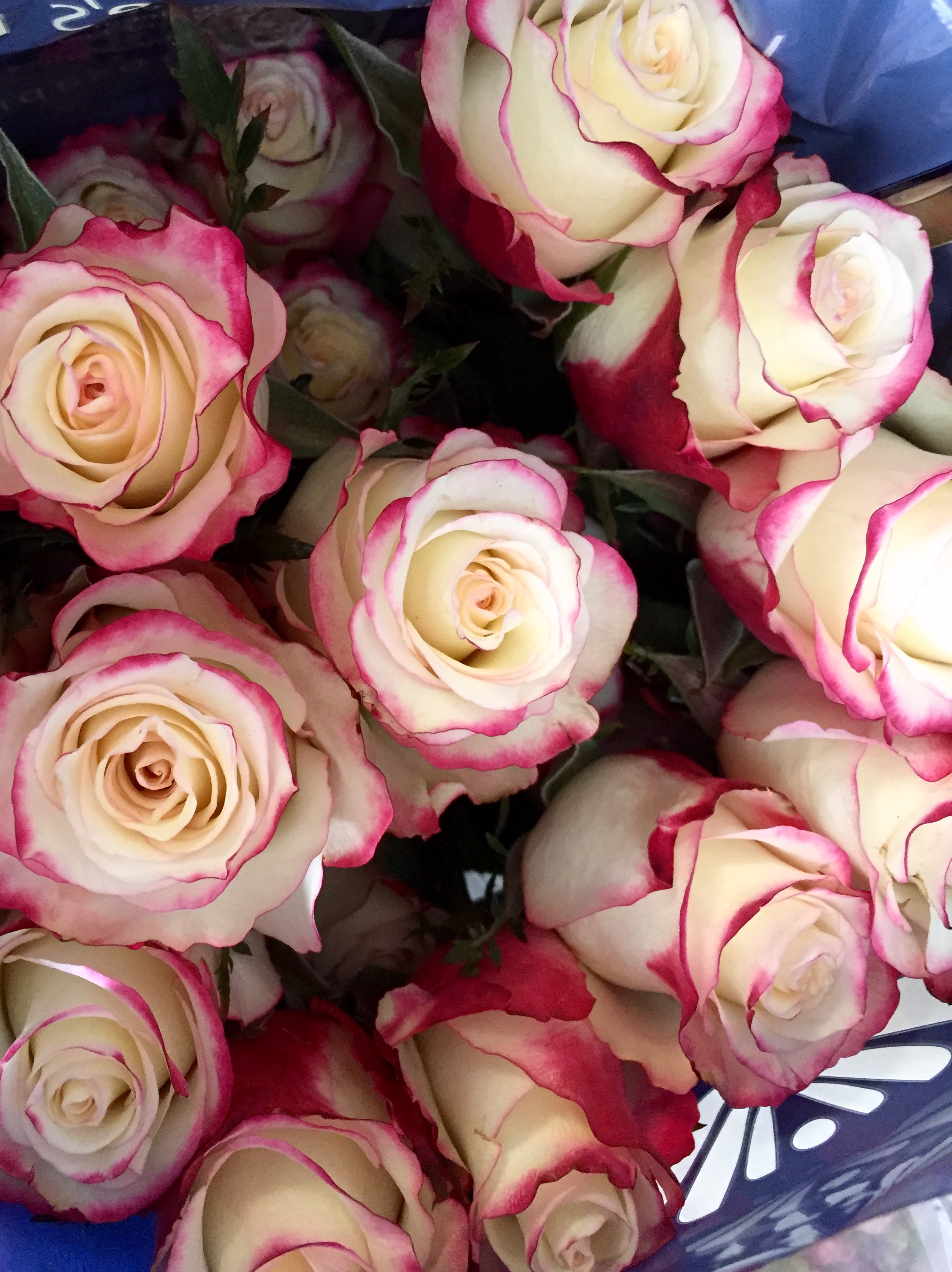 We always carry Rosaprima Roses. Nothing but the best for our customers