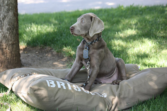 canvas dog bed