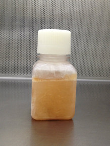 Donor Horse Serum 100ml