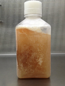 Donor Horse Serum 500ml