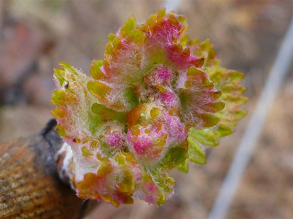 2011 Foxes Island Sauvignon Blanc Bud Burst