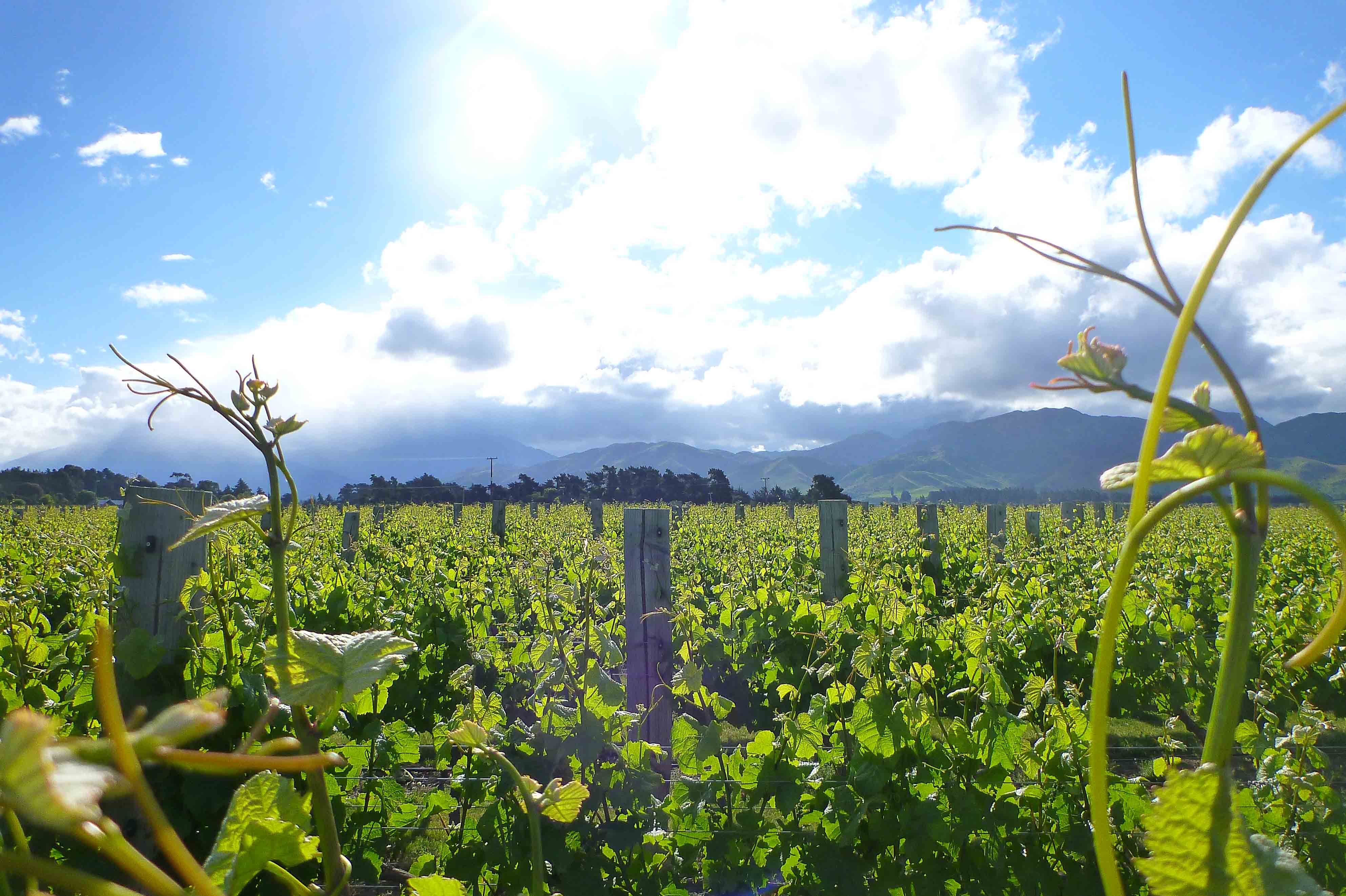 In the Pinot - Foxes Island Belsham Awatere Estate