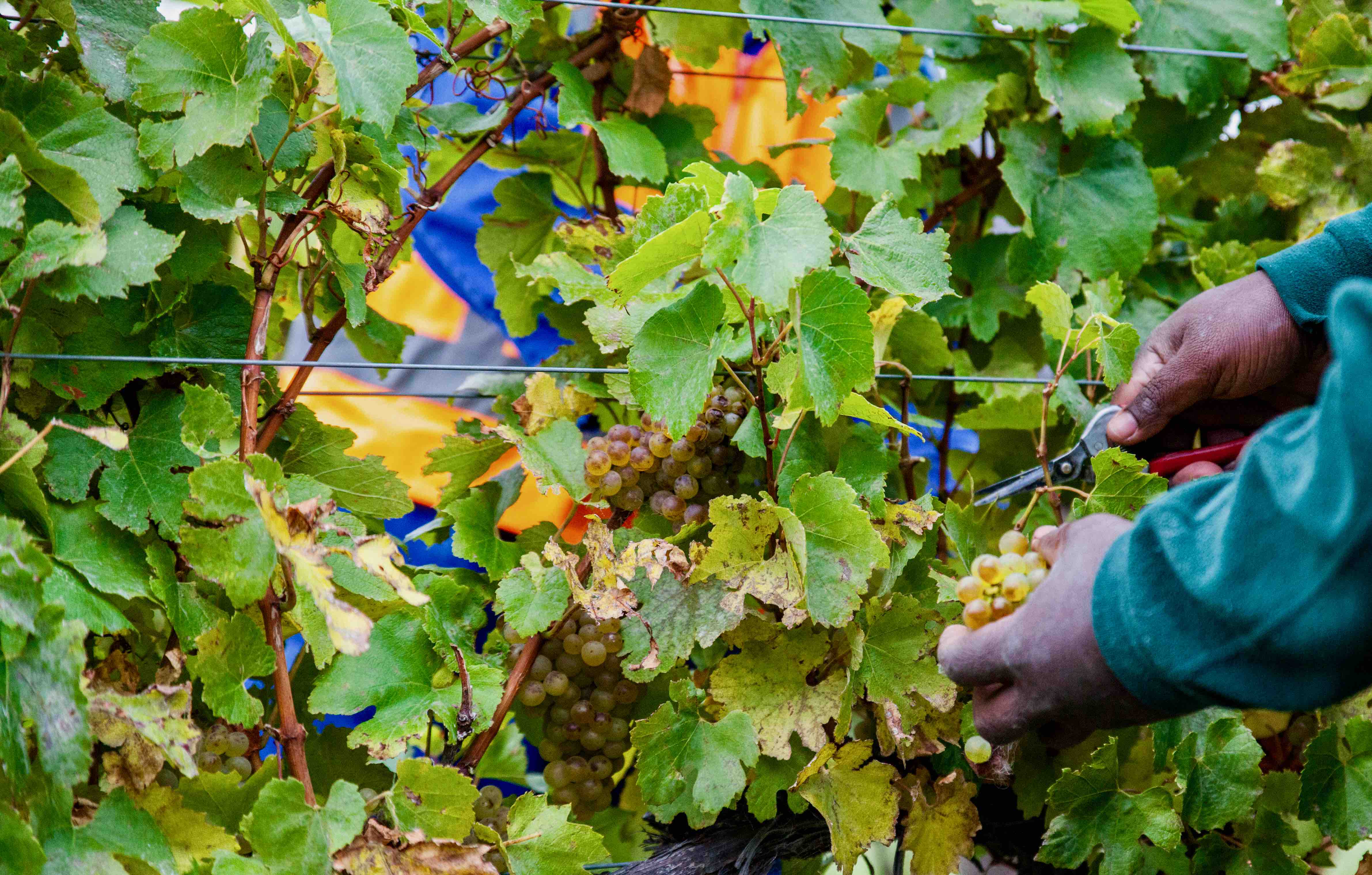 Foxes Island Chardonnay Harvest