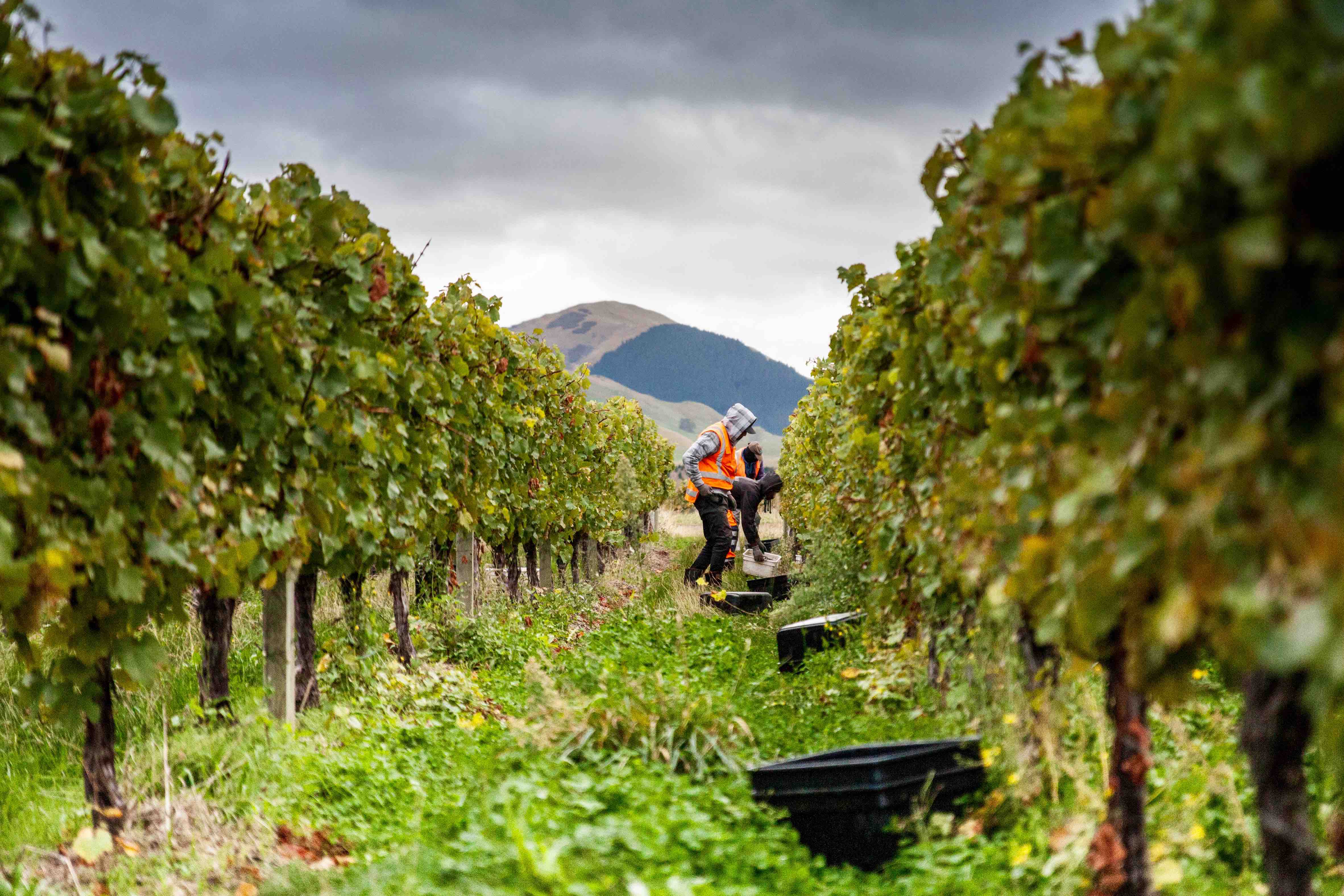 Foxes Island Estate Chardonnay Harvest