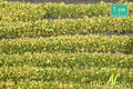 MININATUR 731-22 - 1/87 Blossom Strips - Yellow
