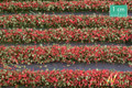 MININATUR 731-23 - 1/87 Blossom Strips - Red