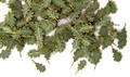 PLUSMODEL 252 - 1/35 Green Leaves - Oak