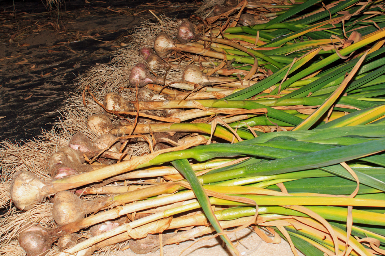 garlic-harvest-2015-1.jpg