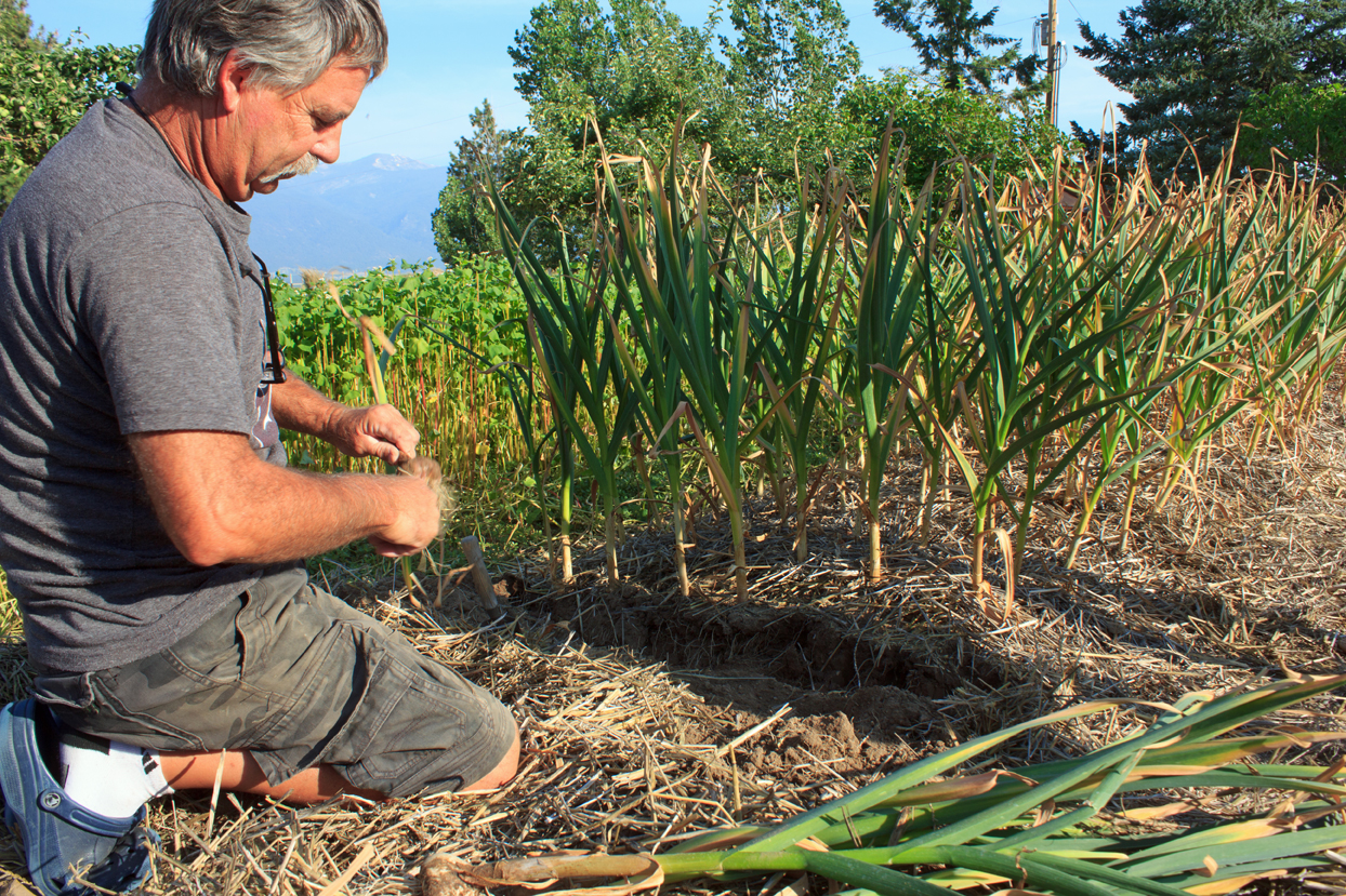 garlic-harvest-2015.jpg