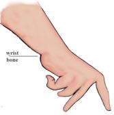 wrist.jpg