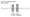 ZimVie / Zimmer Dental-compatible 3.5mm Screw-Vent Straight Locking Abutment — complete set view — Titan Implants