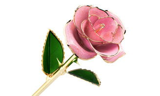 NEW Baking paint process simulation rose 5178