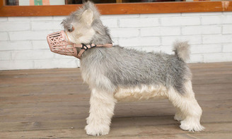 NEW Plastic dog muzzle mesh dog muzzle anti-bite and anti-barking breathable dog muzzle  5289