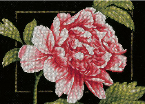 Pink Rose on Black Aida Counted Cross Stitch Kit LanArte