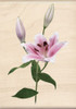 Pink Lily Photo Realistic Collection Inkadinkado Wood Stamp