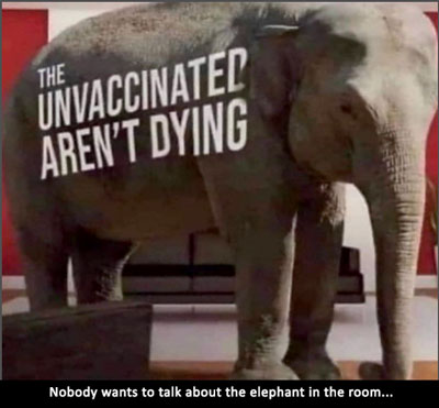 elephant-unvaxed-not-dying400.jpg