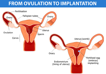hcw-fertilisation-to-implantation-1.jpg