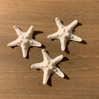Horned Gumpaste Starfish 1.25" (12 per box)