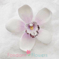 3.5" Cymbidium Orchid - Large - Sylvan Candy White w/ Lavender (Sold Individually)