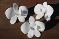 3.25" Butterfly Orchid - White (Sold Individually)