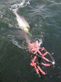 pink-squid-umbrella-rig-with-2-stripers.jpg