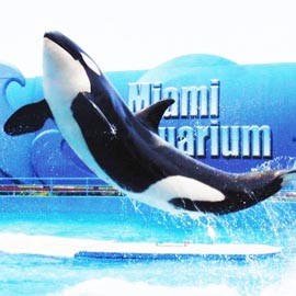 Miami Seaquarium