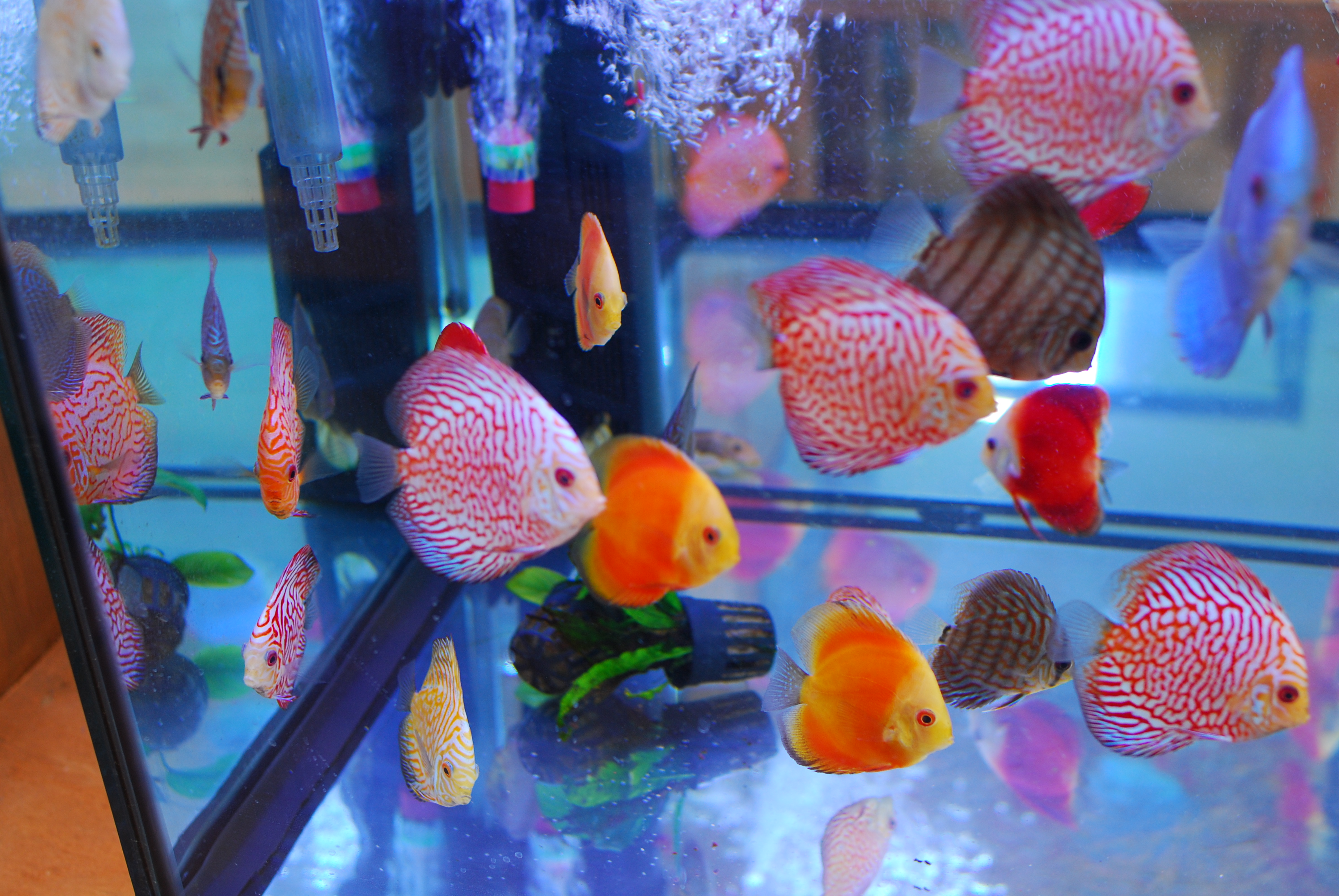 New Discus Fish In Stock! Pet Zone Tropical Fish San Diego, California